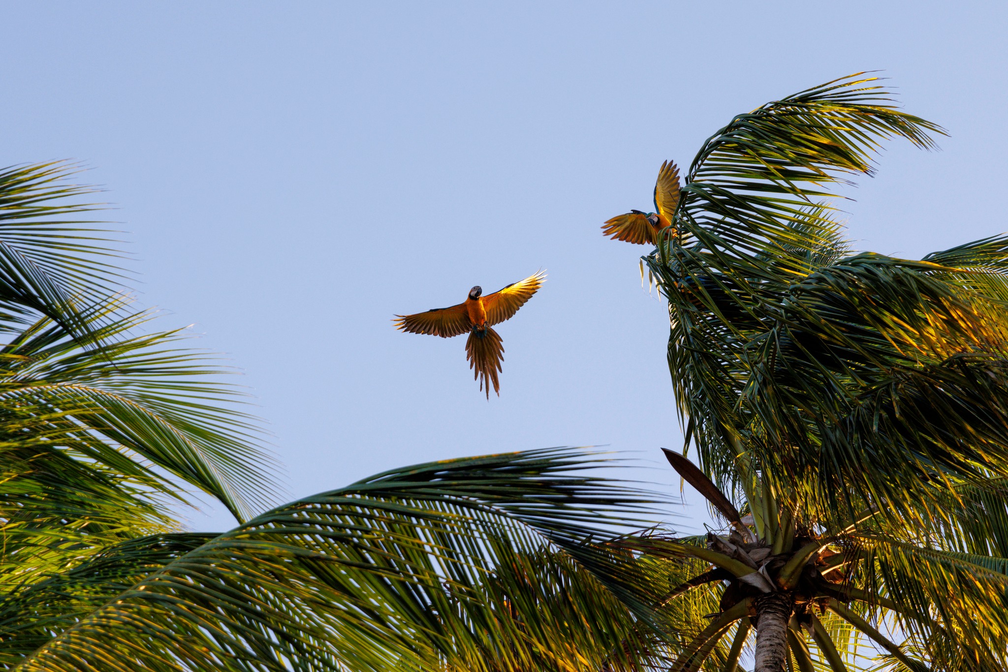 Oiseaux tropicaux colorés en plein vol - Galerie Cocosoda